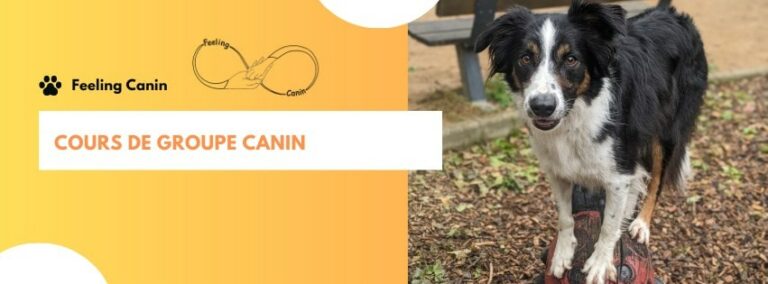 Cours de groupe canin